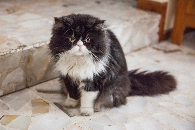 Fellini by Alberto Cabrera Luna